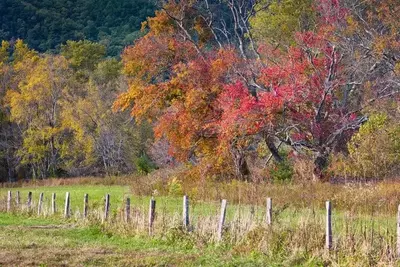 Fall foliage