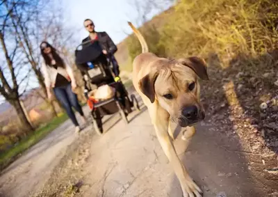 Hiking with a dog