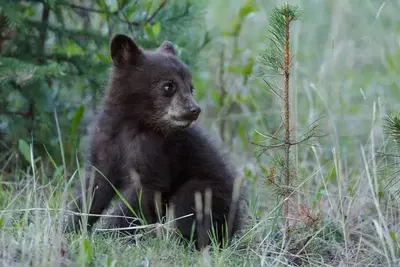 Black bear cub