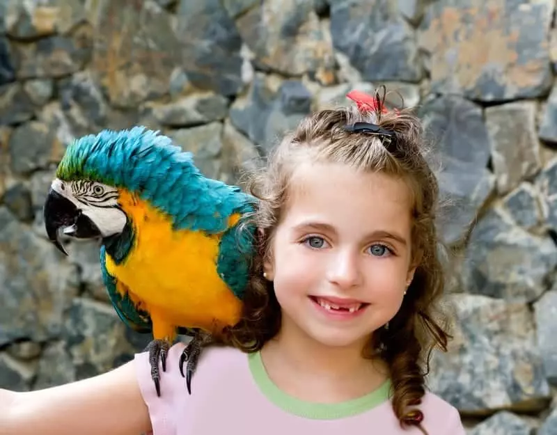 Little girl with blue macaw on her shoulder