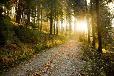 Hiking trail in the woods in the sunset