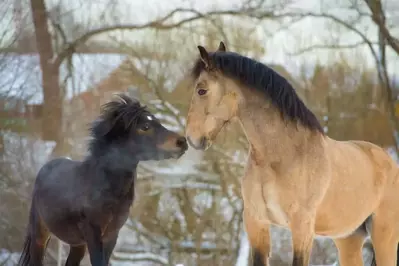 Horse and pony on a field