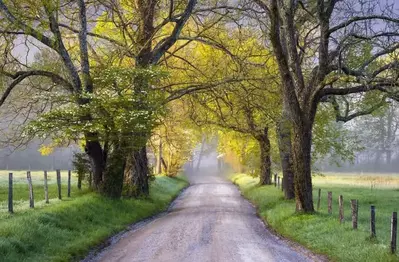 Trail in Cades Cove in the spring