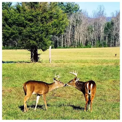 Deer touching noses