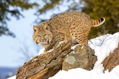 bobcat in the snow