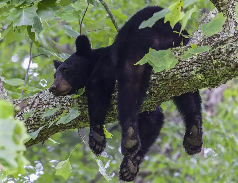 A black bear sleeping in a tree