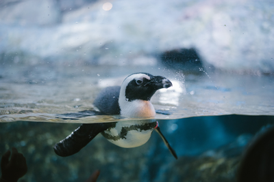 penguin swimming in enclosure