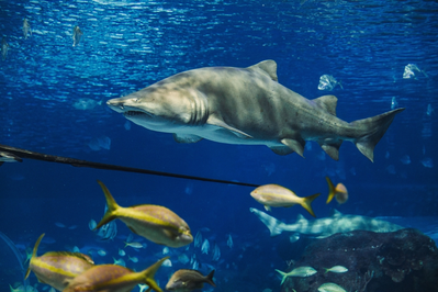 sand shark and fish swimming at Ripley's Aquarium