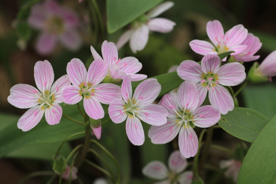 cluster of spring beauty wildflowers