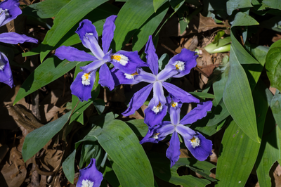 cluster of dwarf crested iris