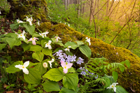 trillium and other smoky mountain wildflowers