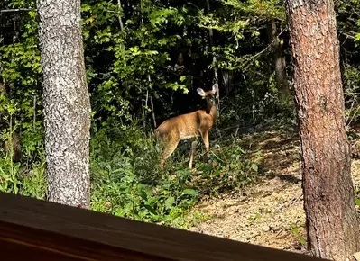 Sugar Mountain Retreat 39