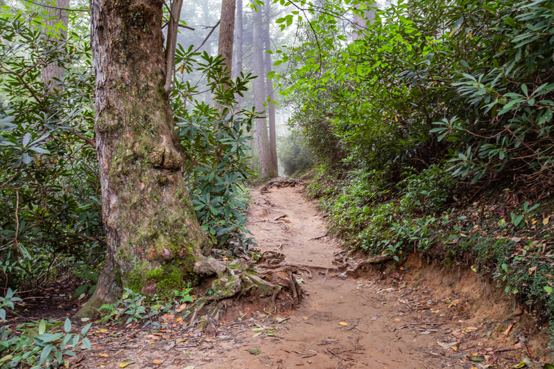 Trillium Gap Trail