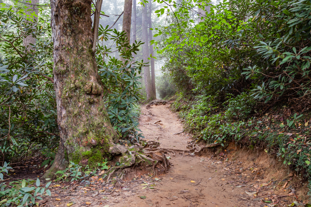 Trillium Gap Trail