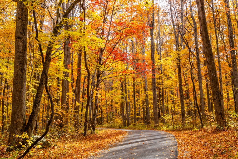 Roaring Fork Motor Nature Trail with fall foliage