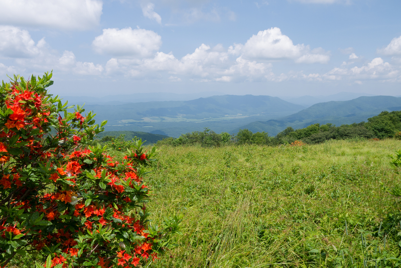 gregory bald is one of the best day hikes in Great Smoky Mountains National Park