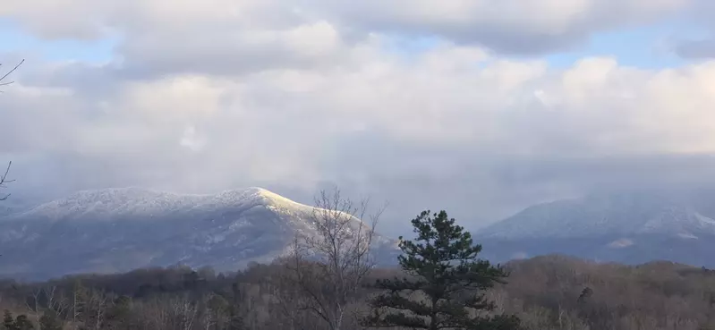 Birds Perch Bluebird