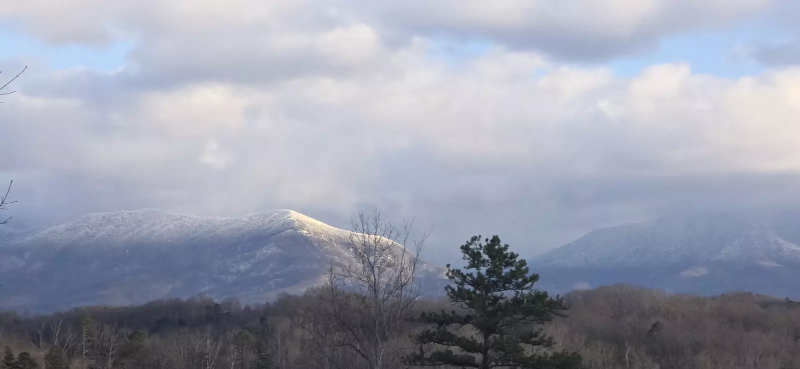 Birds Perch Bluebird