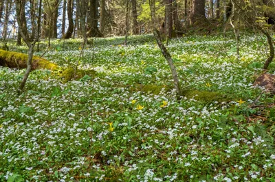 wildflowers during spring in the smoky mountains