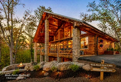 Birds Perch Bluebird