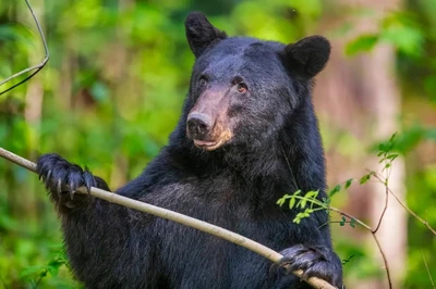 Cades Cove is one of the best places to see bears in the Smoky Mountains