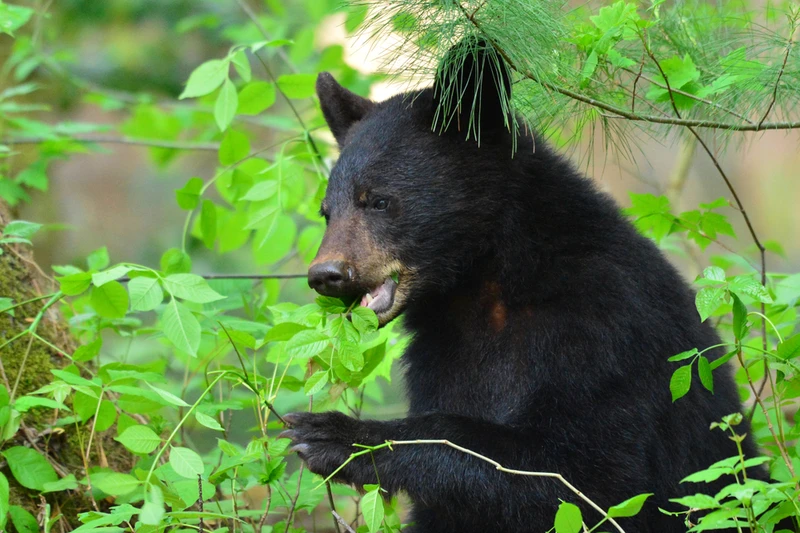bears in the Smoky Mountains