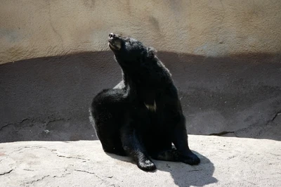 black bear in wildlife habitat at ober gatlinburg
