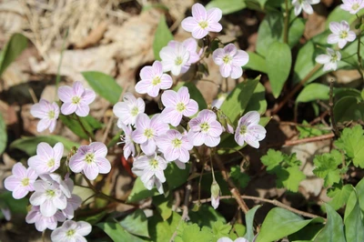 spring beauty smoky mountain wildflowers