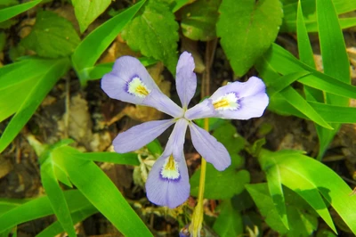 Dwarf Crested Iris Smoky Mountain wildflowers